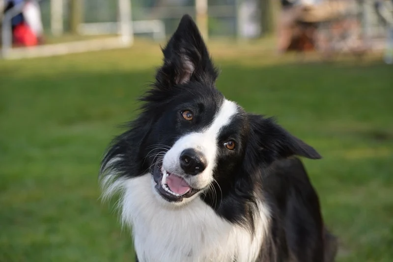 A legegészségesebb kutyafajták – Hosszú évek boldogsága egy kutya mellett